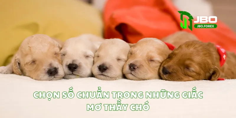 Chọn số chuẩn trong những giấc mơ thấy chó Chọn số chuẩn trong những giấc mơ thấy chó