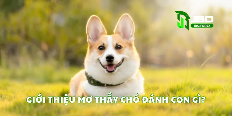 Giải mã giấc mơ thấy chó và các con số liên quan Giải mã giấc mơ thấy chó và các con số liên quan