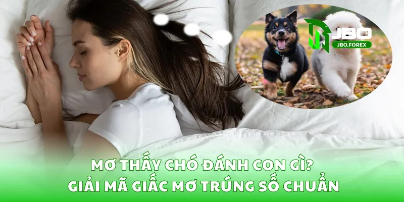 Mơ Thấy Chó Đánh Con Gì? Giải Mã Giấc Mơ Trúng Số Chuẩn 1 Mơ Thấy Chó Đánh Con Gì? Giải Mã Giấc Mơ Trúng Số Chuẩn