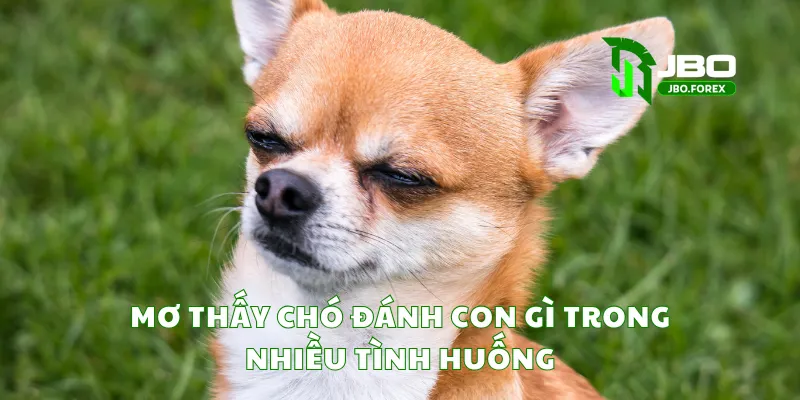 Mơ thấy chó đánh con gì trong nhiều tình huống Mơ thấy chó đánh con gì trong nhiều tình huống